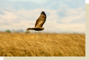 Eagle flying across a field
